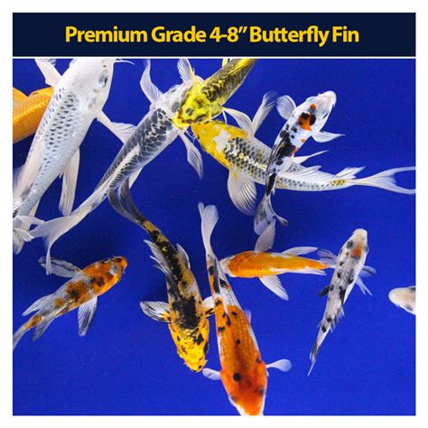 order koi fish|Blackwater Creek Koi Farms.